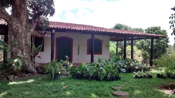 Sítio - Venda - Borralho - Camaragibe - PE